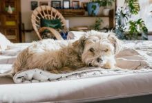 the-ultimate-guide-to-dog-bed-types:-which-one-fits-best?