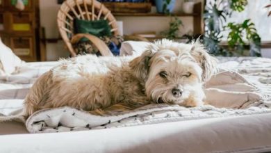 the-ultimate-guide-to-dog-bed-types:-which-one-fits-best?