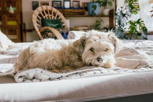 the-ultimate-guide-to-dog-bed-types:-which-one-fits-best?